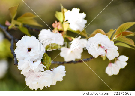 八重櫻白花 八重櫻白花 72175565