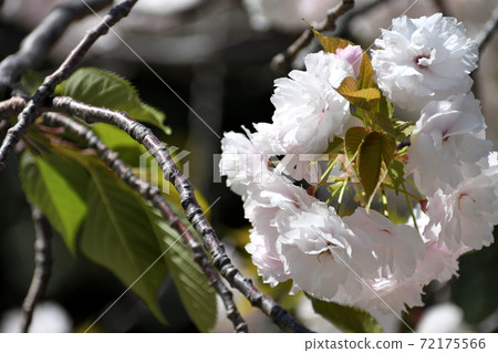 八重櫻白花 八重櫻白花 72175566