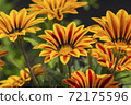 Brown and yellow daisies 72175596