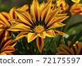 Brown and yellow daisies 72175597