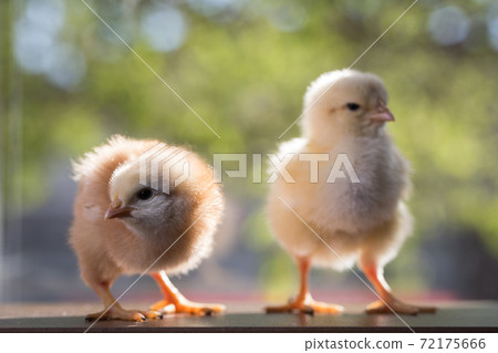 two small chicken on a green background close-up two small chicken on a green background close-up 72175666
