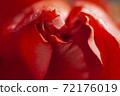 Bud of red roses close up 72176019