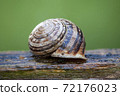Snail shell on wood 72176023