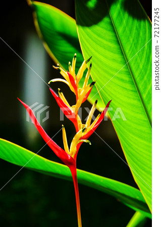 Beautiful Red, Yellow And Orange Heliconia (Heliconia Spp.) Tropical Vivid Color Flower And Leaf In The Garden, Heliconia Or Bird Of Paradise Flower 72177245