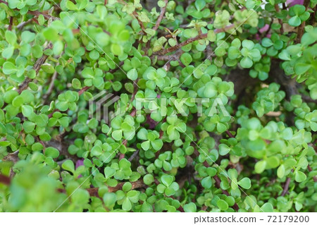 Decorative bush succulent Portulacaria afra for landscaping gardens Decorative bush succulent Portulacaria afra for landscaping gardens 72179200