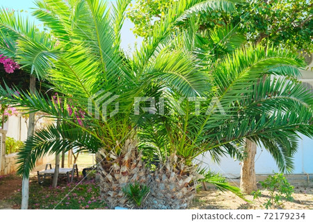 Tropical palm plant Phoenix canariensis Chabaud in the garden Tropical palm plant Phoenix canariensis Chabaud in the garden 72179234