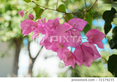 Pink beautiful flowers on a bush, background, beauty, nature Pink beautiful flowers on a bush, background, beauty, nature 72179235