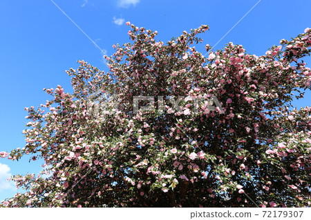 Sasanqua, which began to fall and the ground was filled with petals Sasanqua, which began to fall and the ground was filled with petals 72179307