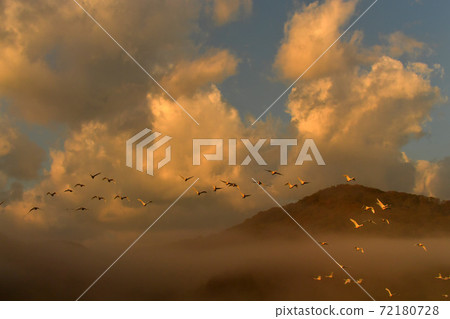 Shimano swan 72180728