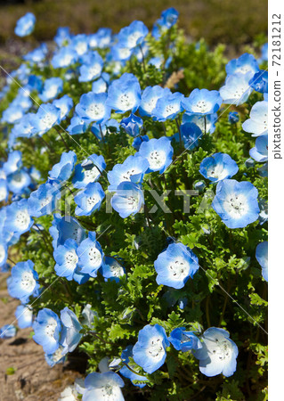 淺藍色Nemophila花 72181212