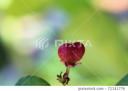 Heart-shaped fruit 72181776