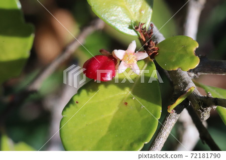 Heart-shaped fruit Heart-shaped fruit 72181790