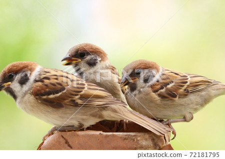 Three sparrow fledging chicks, a wooded background with fresh greenery 72181795