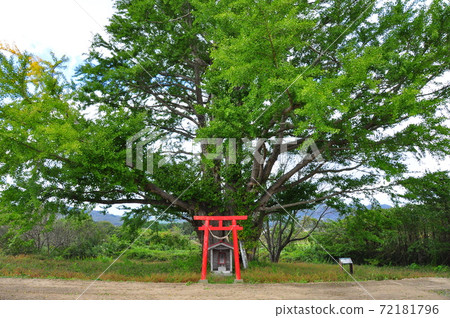 Ginkgo in Shirahata, Shinchi-cho, Soma-gun, Fukushima Prefecture 72181796