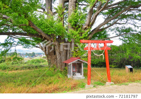 福島縣相馬郡新地町的白rah銀杏 72181797