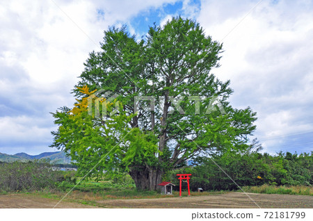 Ginkgo in Shirahata, Shinchi-cho, Soma-gun, Fukushima Prefecture 72181799