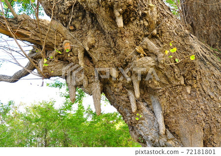 Ginkgo roots and milk in Shirahata, Shinchi-cho, Soma-gun, Fukushima Prefecture 72181801
