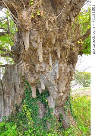 福島縣相馬郡新地町白rah的銀杏根和牛奶 照片素材 圖片 圖庫