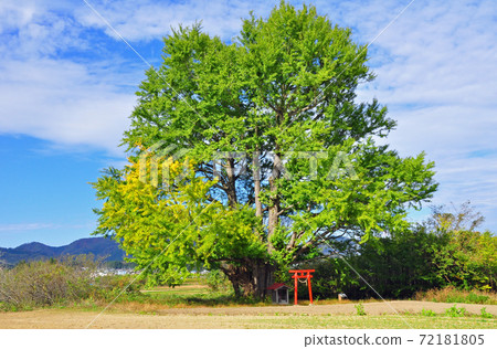 Ginkgo in Shirahata, Shinchi-cho, Soma-gun, Fukushima Prefecture 72181805