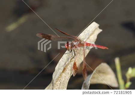 Miyama Macane 72181905