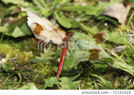 Miyama Macane 72181929