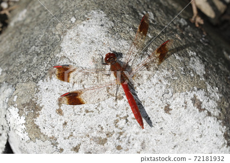 Miyama Macane 72181932