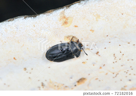 Red flour beetle (Shiretoko, Hokkaido) 72182016