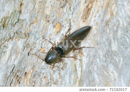 Click beetle (Sounkyo, Hokkaido) 72182017