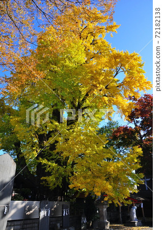 Yellow leaves of milk ginkgo at Ubagami Shrine, a national natural monument Yellow leaves of milk ginkgo at Ubagami Shrine, a national natural monument 72182138