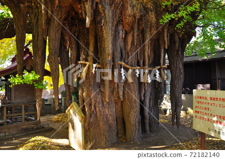 國家天然紀念物，銀杏蘿蔔和瑪津神社的牛奶 72182140