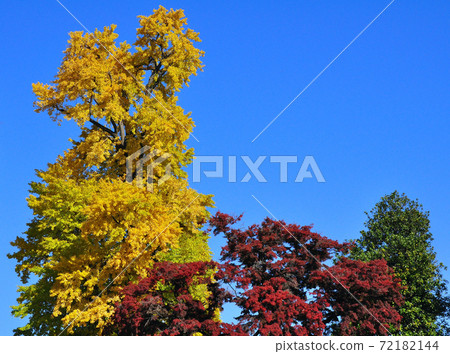 Yellow leaves of milk ginkgo at Ubagami Shrine, a national natural monument 72182144