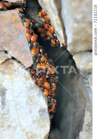 Namitentou小組越冬(北海道,中富道町村) Namitentou小組越冬(北海道,中富道町村) 72182216