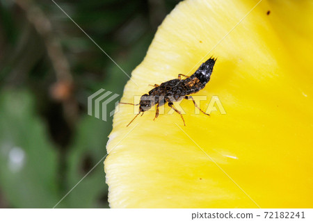 Sabihanekakushi（北海道知床） 72182241