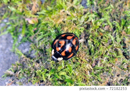 Ladybird beetle (Shiretoko, Hokkaido) 72182253