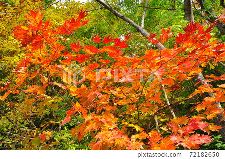 Omoshiroyama, Yamadera, Yamagata City, Kinshu Autumn Leaves River Valley Omoshiroyama, Yamadera, Yamagata City, Kinshu Autumn Leaves River Valley 72182650