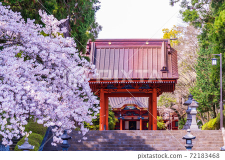 (Shizuoka Prefecture) Sakura at Taiseki-ji Temple, Nitenmon Gate (Shizuoka Prefecture) Sakura at Taiseki-ji Temple, Nitenmon Gate 72183468