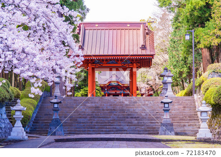 (Shizuoka Prefecture) Sakura at Taiseki-ji Temple, Nitenmon Gate (Shizuoka Prefecture) Sakura at Taiseki-ji Temple, Nitenmon Gate 72183470