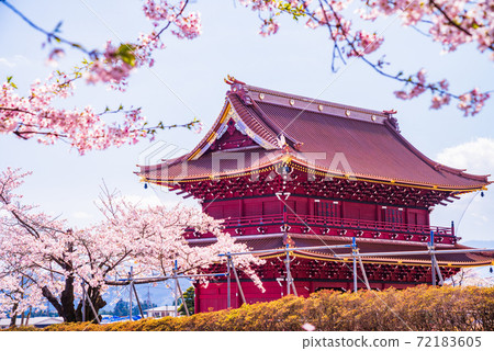（靜岡縣）大石寺和三門寺附近的櫻花 72183605