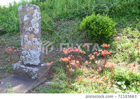 Koshinto and orange lycoris sanguinea Koshinto and orange lycoris sanguinea 72183663