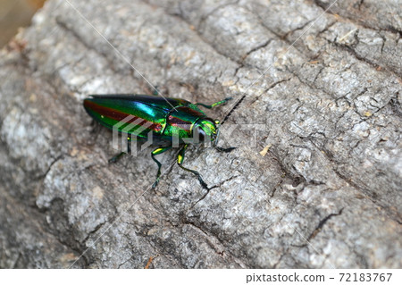 Jewel beetle, a shining summer bug 72183767
