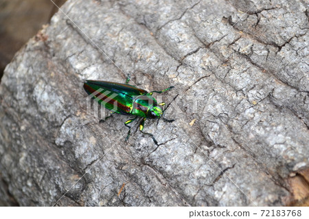 燦爛的夏季蟲,玉am 燦爛的夏季蟲,玉am 72183768