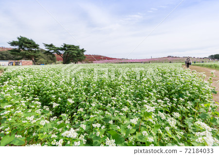[蕎麥花，波斯菊和科基亞三倍] 72184033