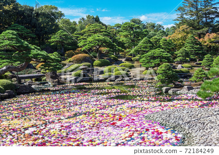 在日本庭園和大麗花盛開的日本享受秋天 在山陰島根觀光 照片素材 圖片 圖庫