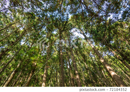 [Wide-angle shot of the grove of the waterfall promenade] 72184352