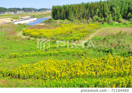 Solidago altissima that flourishes on the Utagawa riverbed of Route 6 Soma Bypass 72184468