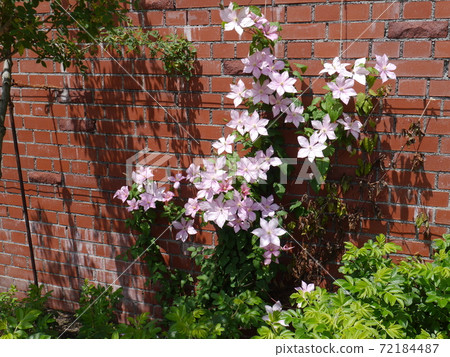 鐵線蓮盛開 鐵線蓮盛開 72184487