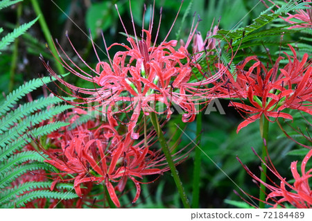 Cluster amaryllis with water drops after the rain 72184489