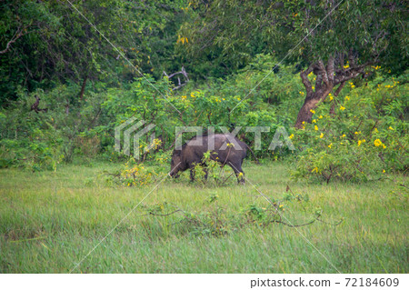 Wild boar in Yala National Park, Sri Lanka Wild boar in Yala National Park, Sri Lanka 72184609