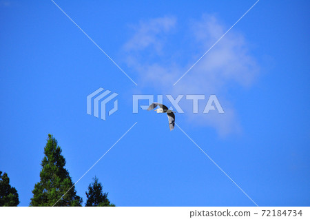Michinoku Shiokaze Trail Soma City Gray Heron that took off from Osprey Sawa Pond Michinoku Shiokaze Trail Soma City Gray Heron that took off from Osprey Sawa Pond 72184734