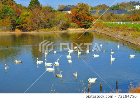 Tundra swan flying to Osprey Sawaike 72184756